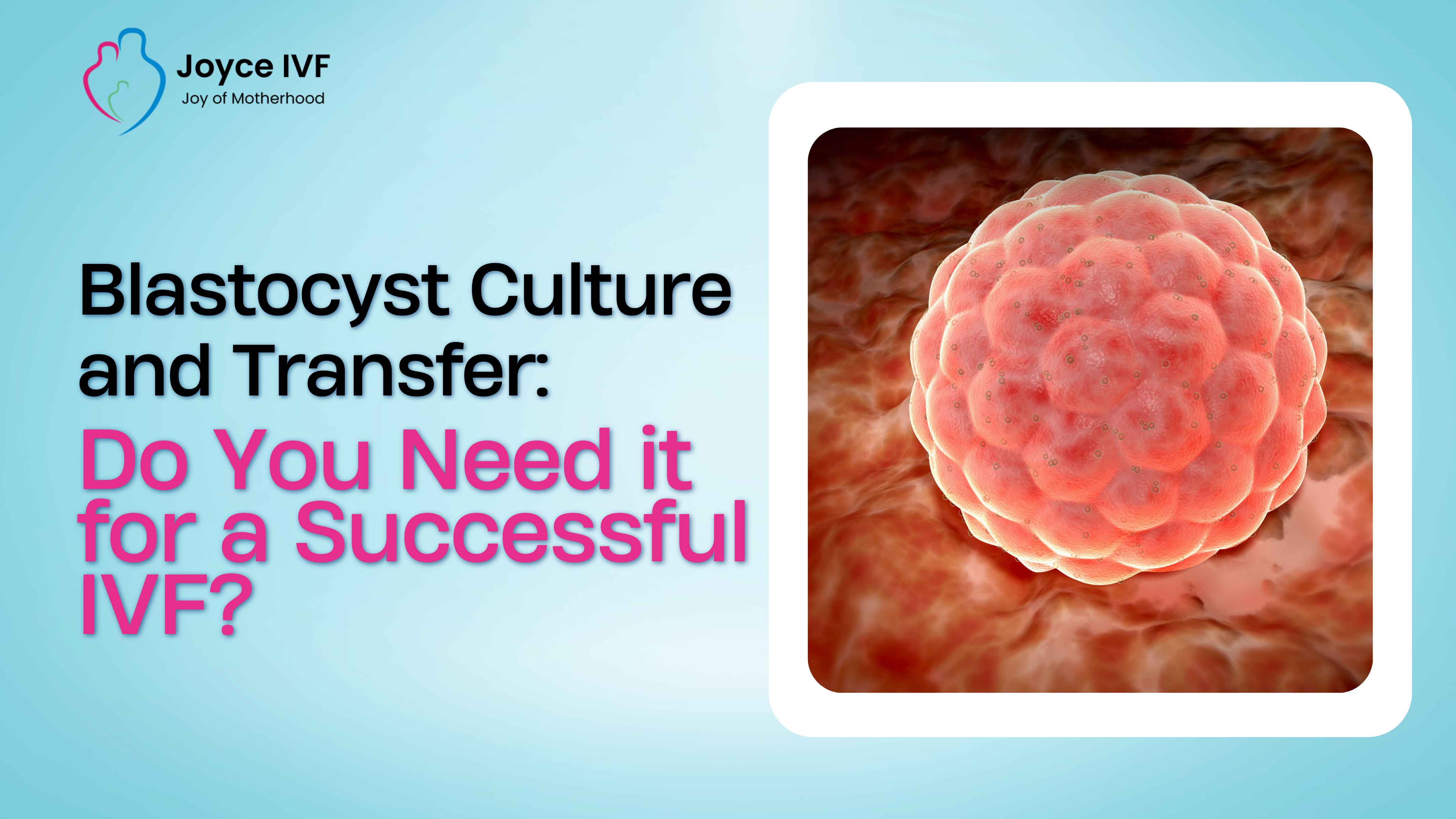 Blastocyst Culture